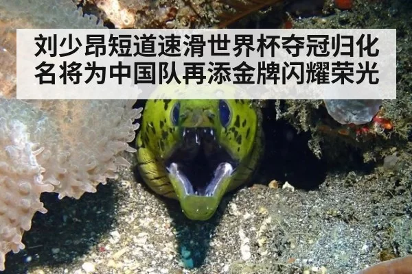 刘少昂短道速滑世界杯夺冠归化名将为中国队再添金牌闪耀荣光